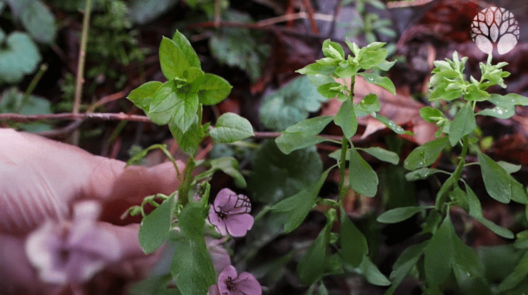 La stellaire et l'euphorbe des jardins : la confusion possible