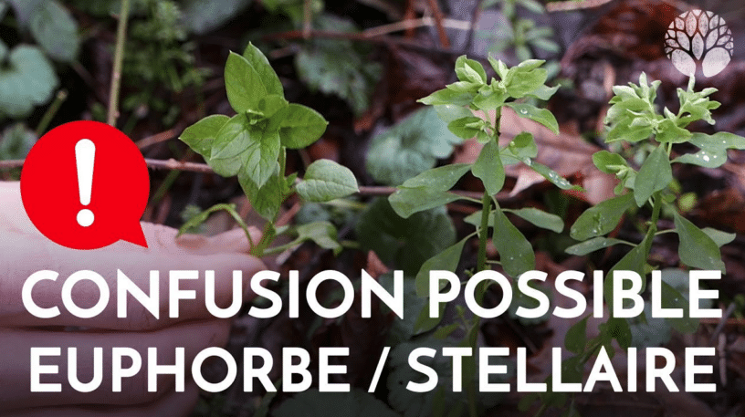 La stellaire et l'euphorbe des jardins : la confusion possible