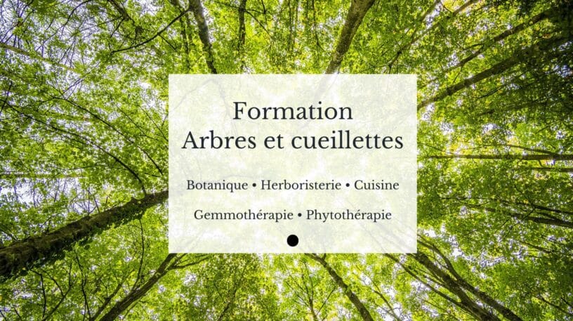 Découvrez notre formation Arbres et Cueillettes