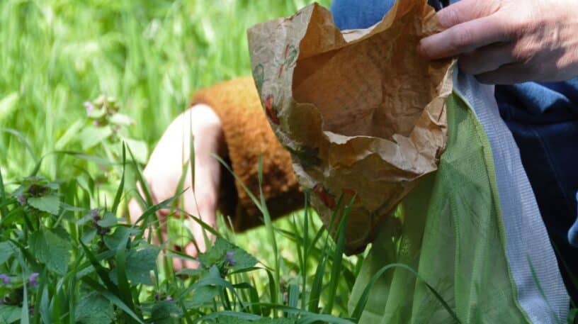 La cueillette familiale, une menace pour la biodiversité ?