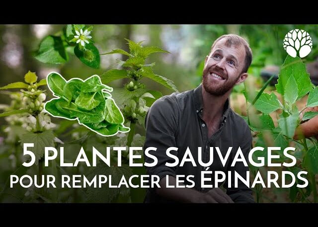 5 plantes sauvages pour remplacer les épinards