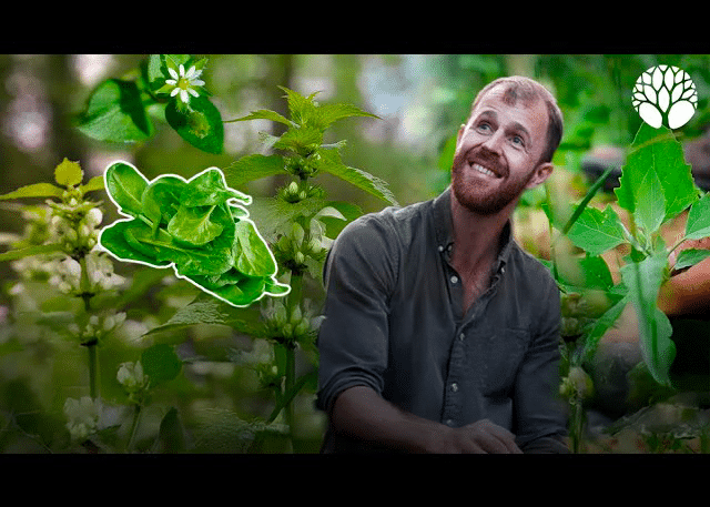 5 plantes sauvages pour remplacer les épinards