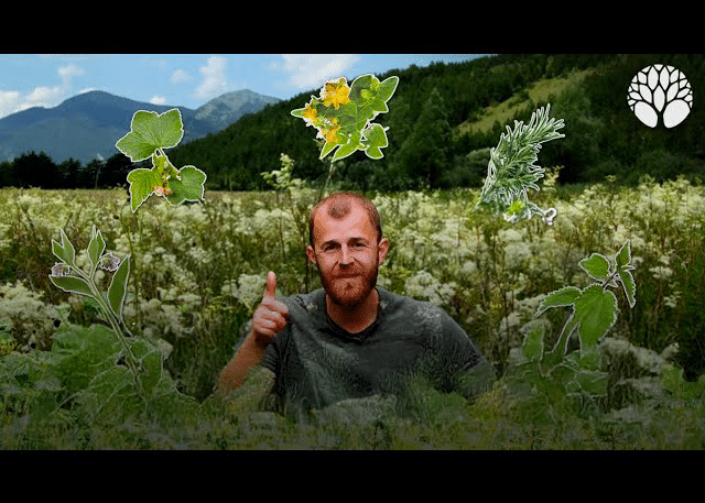 10 plantes sauvages contre les troubles ostéo-articulaires et musculaires