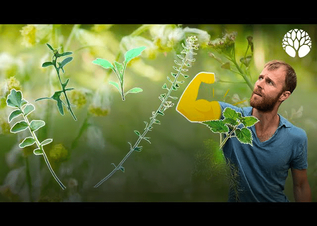 Le top 5 des plantes sauvages riches en protéines