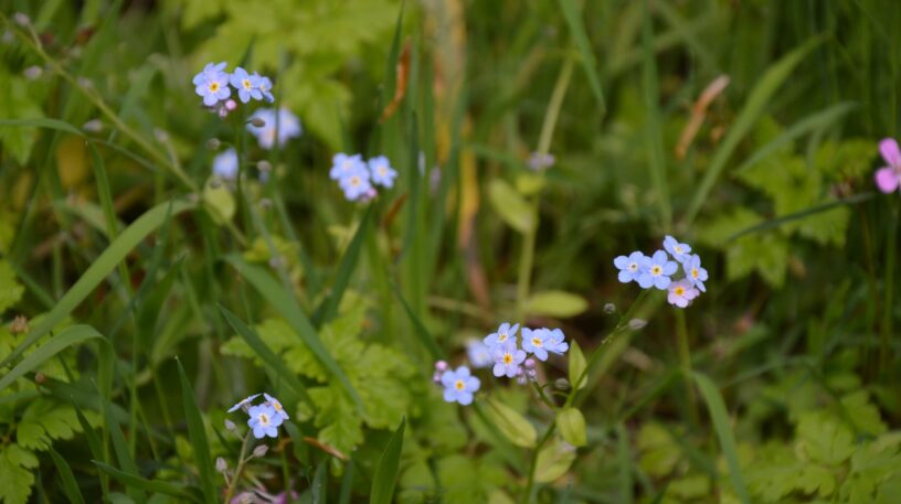 Les myosotis : peut-on les consommer ?