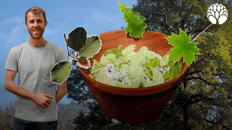 6 arbres en salade : cueillette sauvage de printemps
