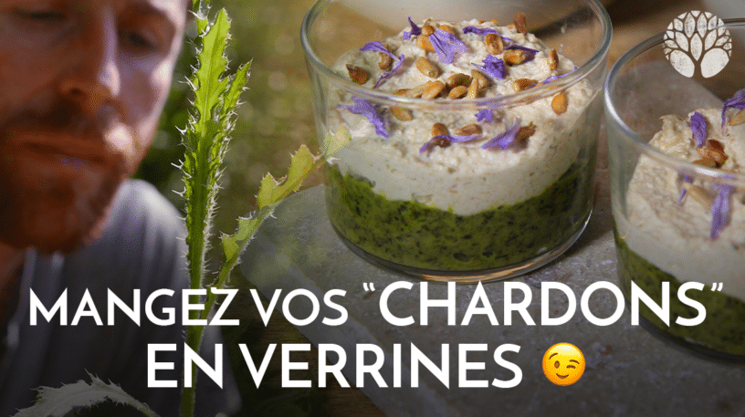 Recette de verrines aux "chardons" ou cirses