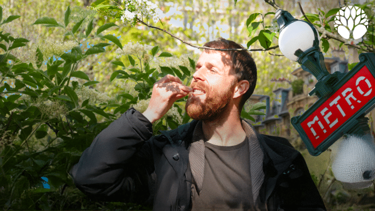 10 plantes sauvages à cueillir en ville (mais pas que)