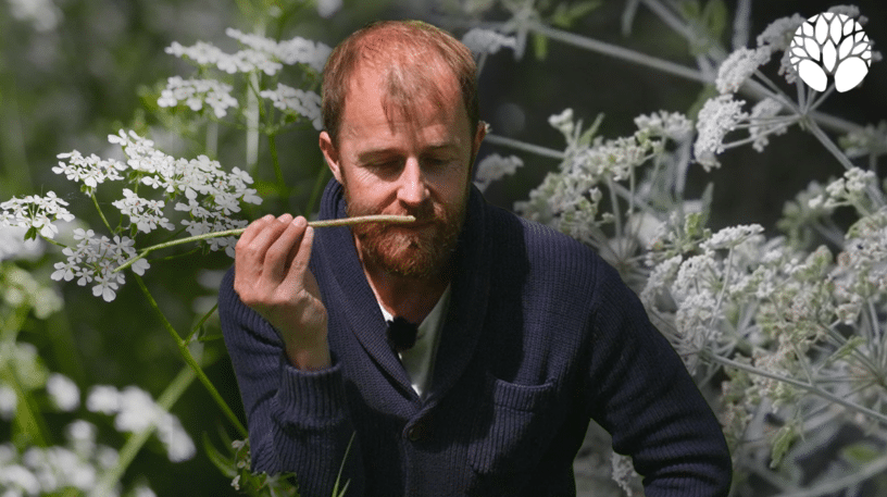 Le cerfeuil des bois, plantes sauvage comestible et abondante
