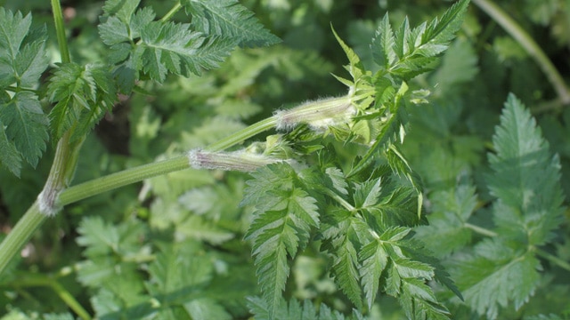 Le cerfeuil des bois, plantes sauvage comestible et abondante