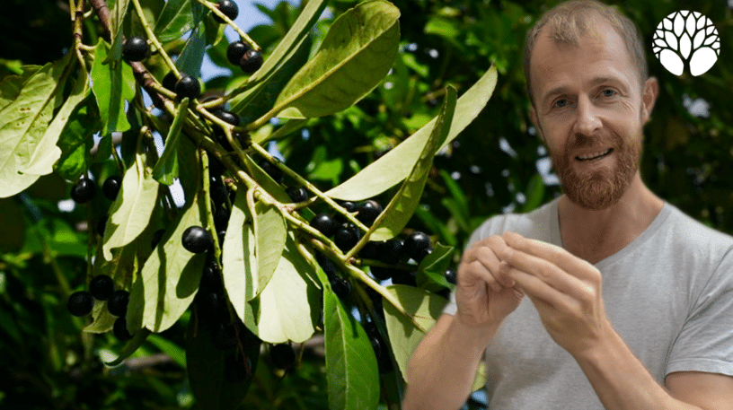 Le laurier-cerise : un arbre méconnu aux vertus et dangers insoupçonnés