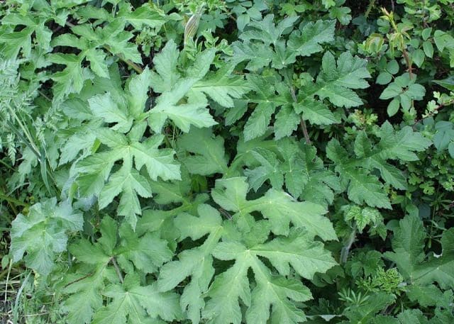 La berce, plante sauvage comestible délicieuse et abondante.