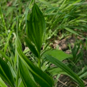LE PLANTAIN LANCÉOLÉ