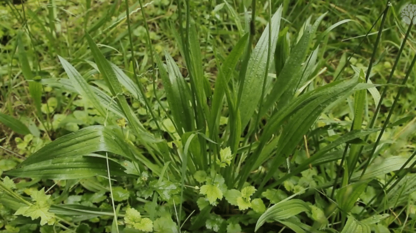 LE PLANTAIN LANCÉOLÉ