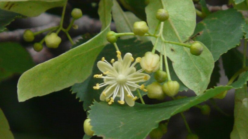 Les plantes pour bien dormir