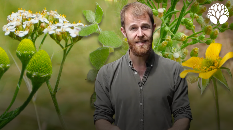 5 plantes sauvages du mois de juin !