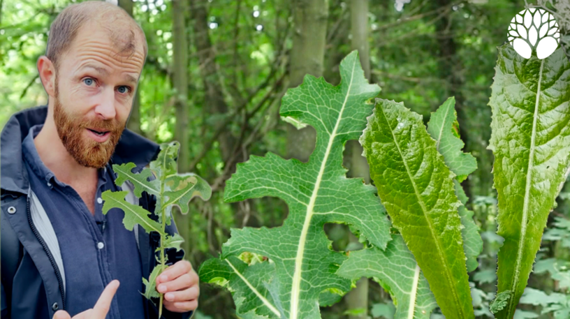 Tout sur les « laitues » sauvages
