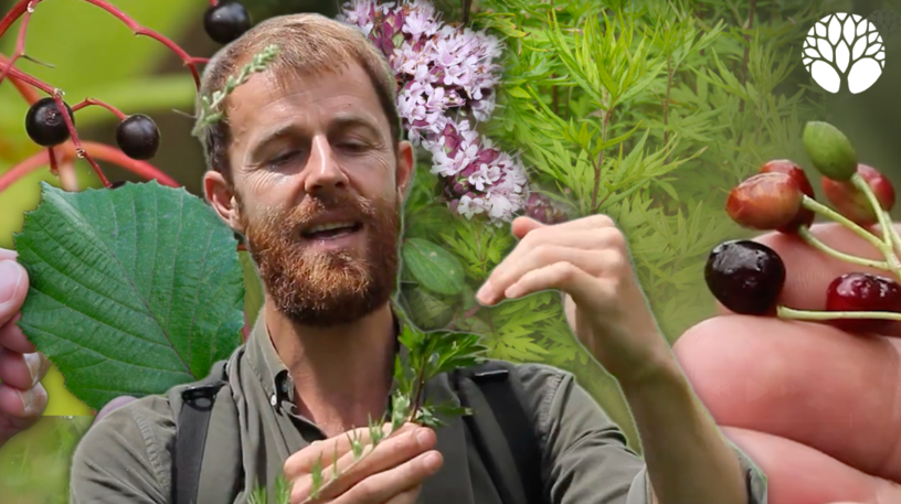 5 plantes sauvages du mois de juillet !