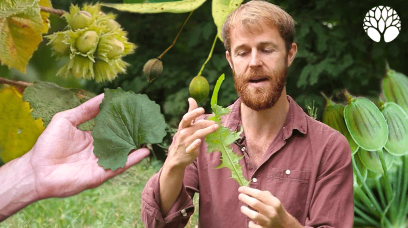 5 plantes sauvages du mois d'août !