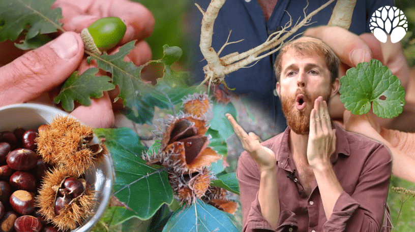 5 plantes sauvages du mois de septembre !