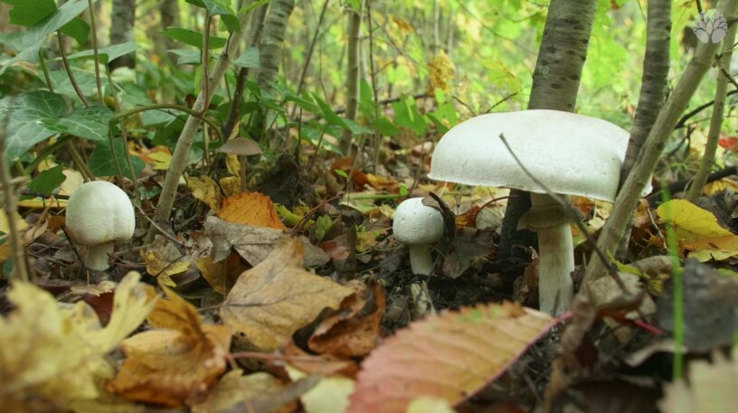 L'agaric jaunissant (Agaricus xanthodermus) : un beau champignon toxique