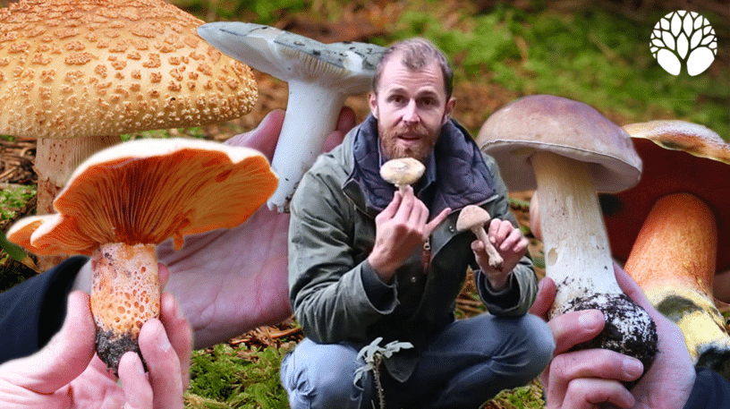 5 champignons délicieux à cueillir en automne !