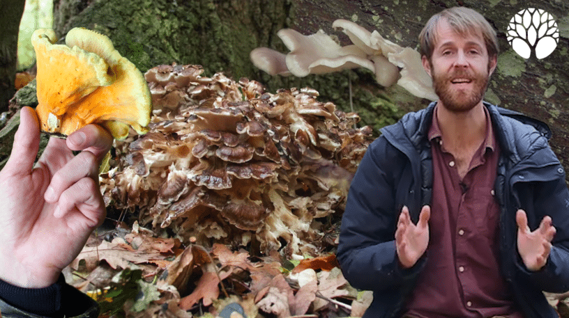 3 champignons comestibles délicieux qui poussent sur du bois