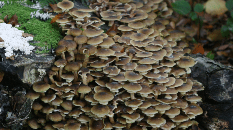 Les armillaires, comestibles ou toxiques ?