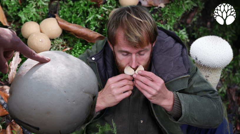 Les vesses-de-loup : ces champignons discrets mais fascinants