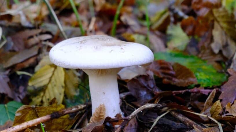 Le clitocybe nébuleux est-il comestible ?