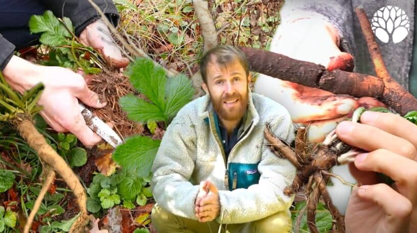 5 racines de plantes sauvages à cueillir en automne et en hiver !