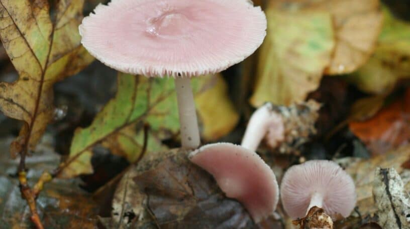 La mycène rose est-elle hallucinogène ?
