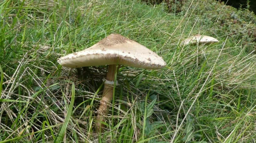 La protection des champignons : un règne oublié