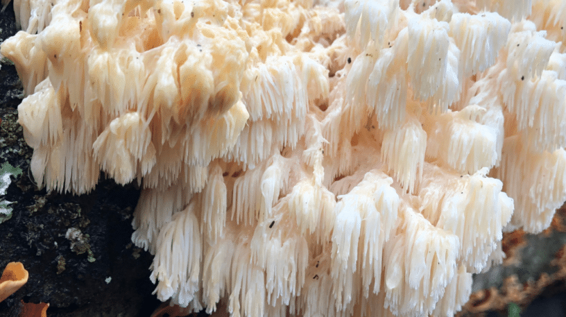 La protection des champignons : un règne oublié