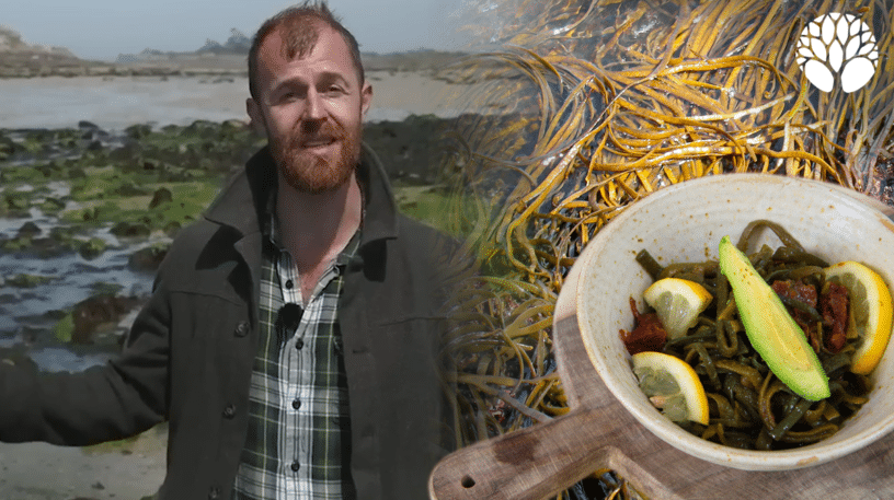 Le haricot de mer : cueillette et recette facile