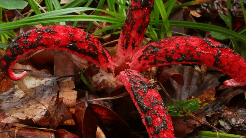 Anthurus d'Archer : un champignon effrayant !