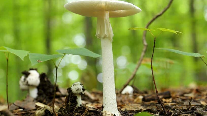 L'amanite vireuse : un champignon toxique !