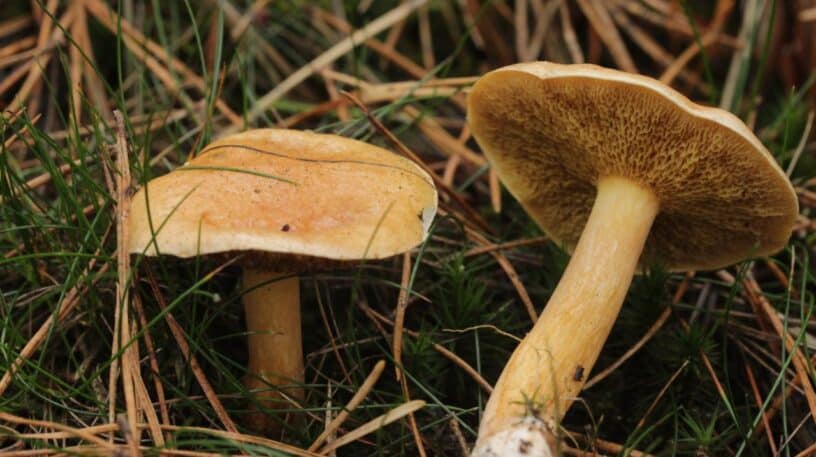 Le bolet des bouviers