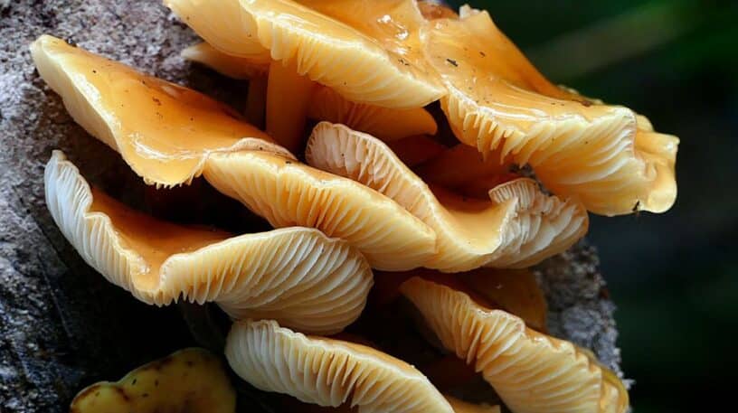 La collybie à pied velouté : l'incontournable de l'hiver !