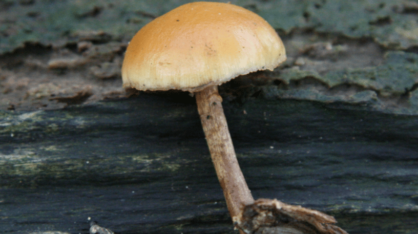 La galère marginée est mortelle, attention aux confusions