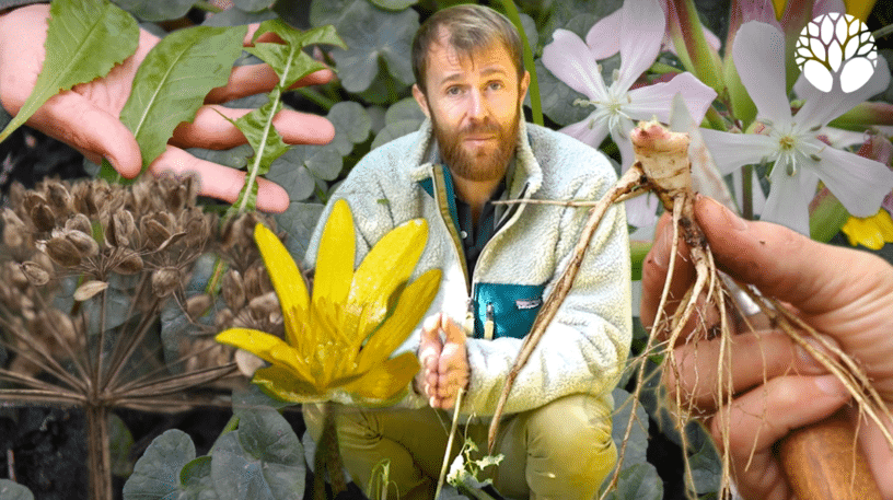 5 plantes sauvages du mois de janvier !