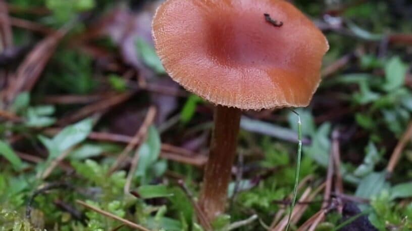 Le laccaire laqué est comestible