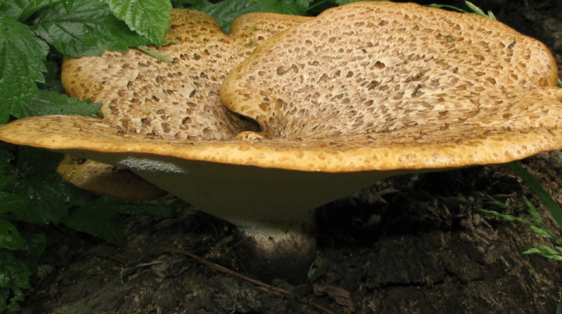 Le polypore écailleux, un joli champignon aux petites écailles brunes