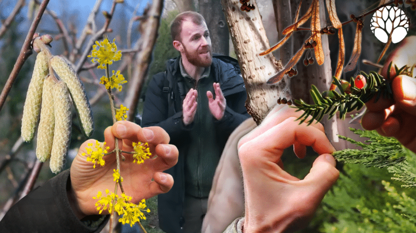 5 arbres comestibles et médicinaux d'hiver