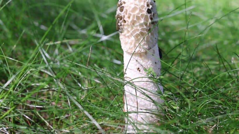 Le champignon phallus ou satyre puant.
