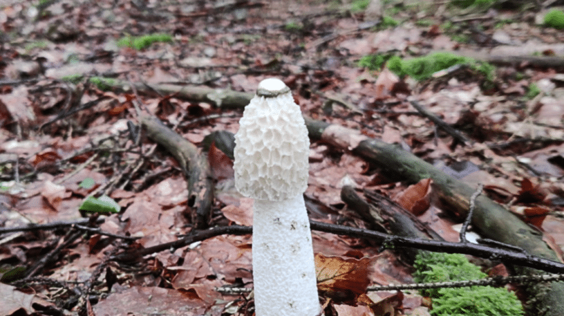 Le champignon phallus ou satyre puant.