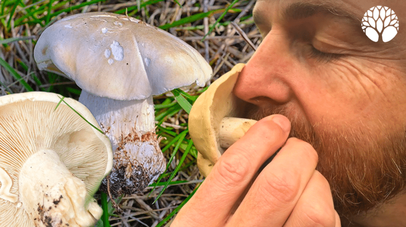 Le tricholome de la Saint-Georges, champignon de printemps