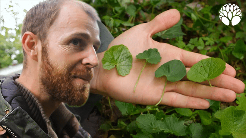 4 plantes sauvages comestibles en hiver qui se ressemblent beaucoup !