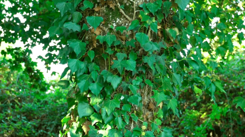 Plantes sauvages : attention à l'eczéma de contact