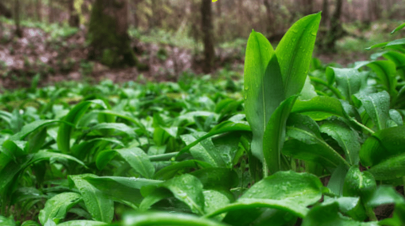 Confusion entre ail des ours et colchique : un risque mortel